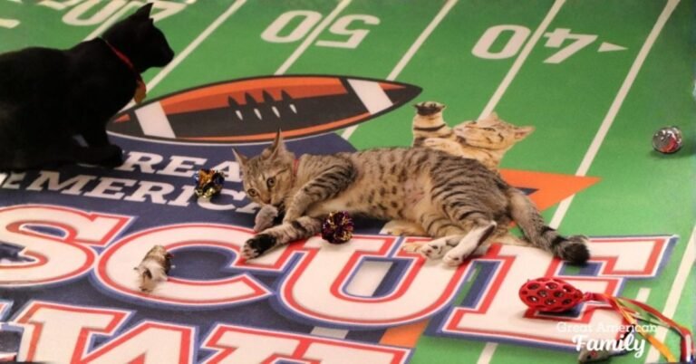 Kitten Bowl 2026